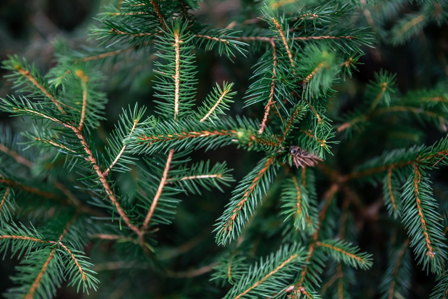 CELEBRATING NATURE WITH THE ARRIVAL OF THE TEXTURE COLLECTION