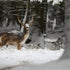 CHIC WINTER REVELATIONS: PULLCAST’S LATEST INSPIRATIONS
