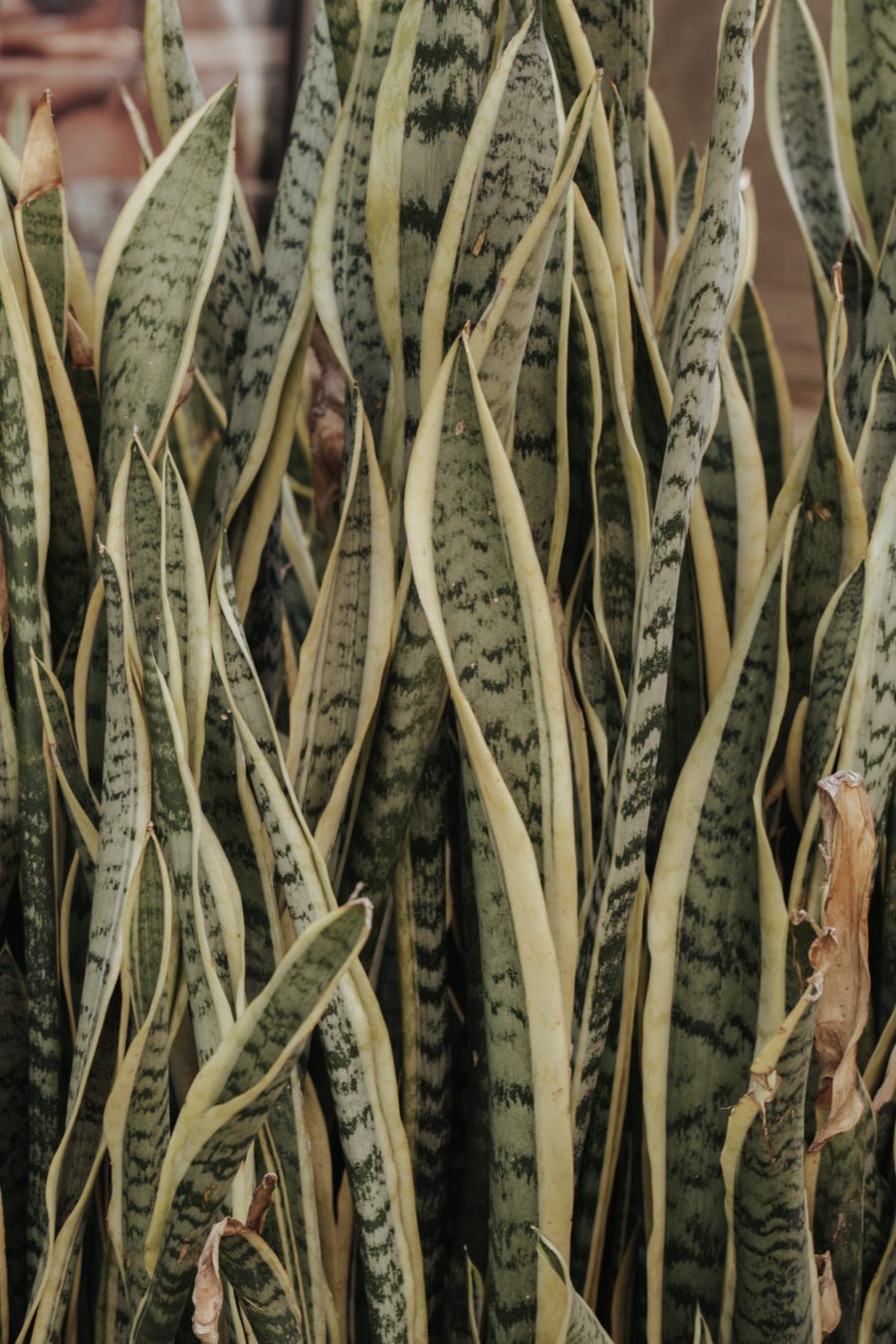 HOUSEPLANTS TO TRANSFORM YOUR BEDROOM INTO A TRANQUIL OASIS
