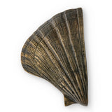 LUXURY AGED SEASHELL OC2041 DOOR PULL PULLCAST JEWELRY HARDWARE