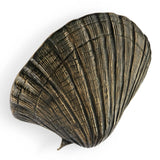 LUXURY AGED SEASHELL OC2042 DOOR PULL PULLCAST JEWELRY HARDWARE