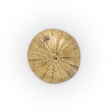 LUXURY GOLD DRAWER KNOB URCHIN OC2026 BY PULLCAST JEWELRY HARDWARE