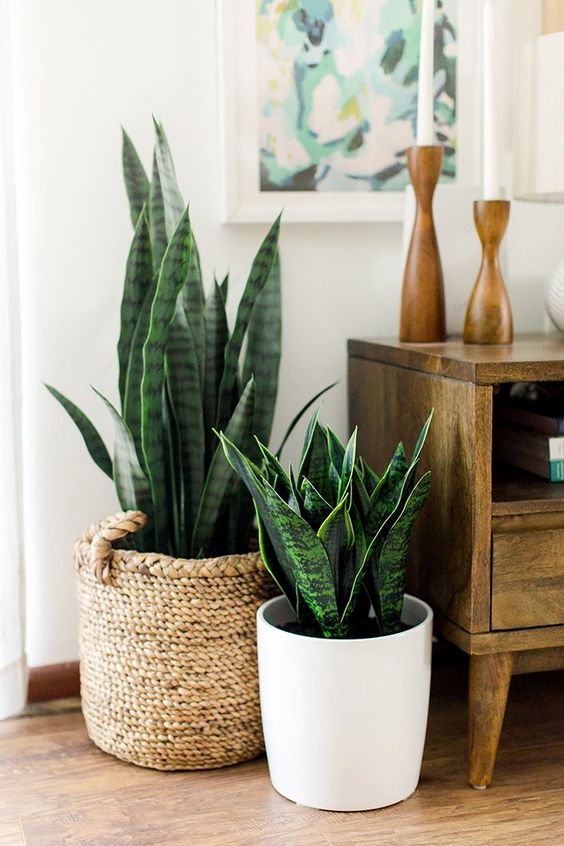 PullCast’s Guide to House Plants