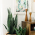 PullCast’s Guide to House Plants